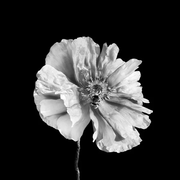 Black and white poppy flower and a bee.