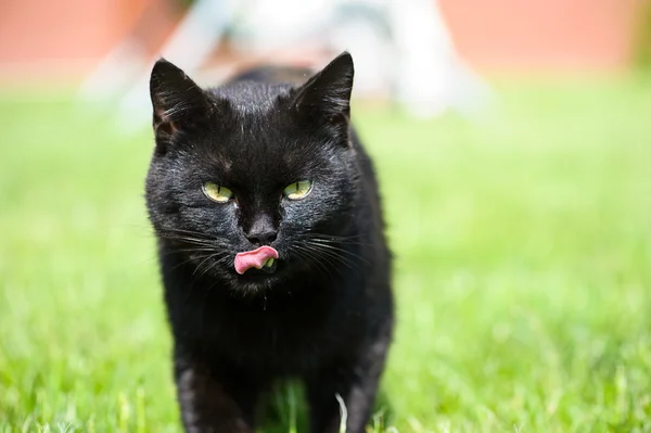 Black cat on green grass
