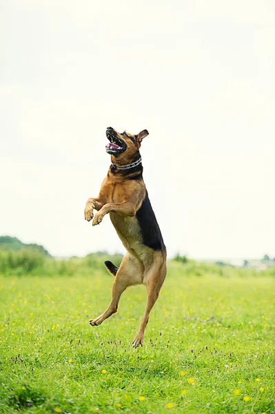 Funny jumping dog