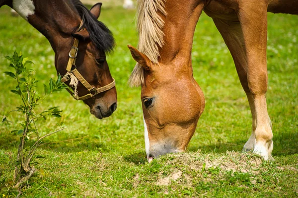 Beautiful Horses at farm.