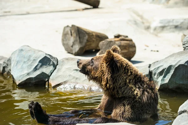 Brown bear in the water