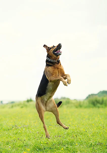 Funny jumping dog