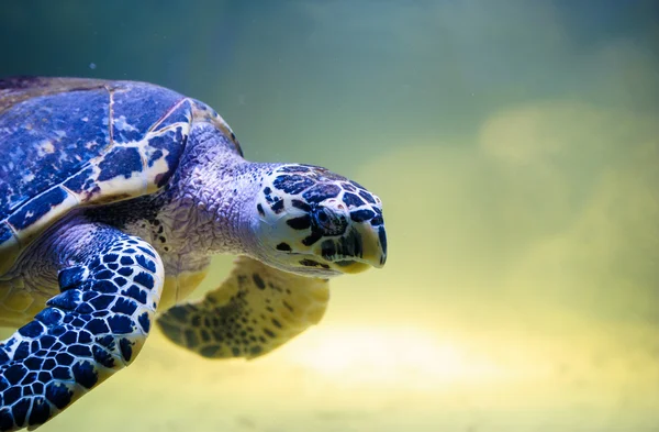 Beautiful Turtle swimming