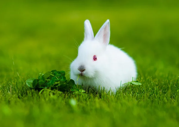 Funny baby white rabbit eating clover in grass