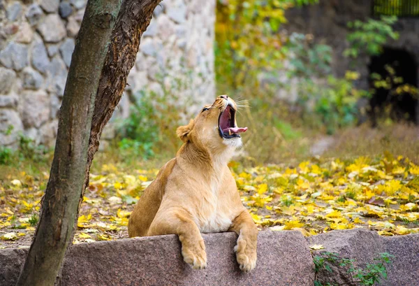 African big Lion