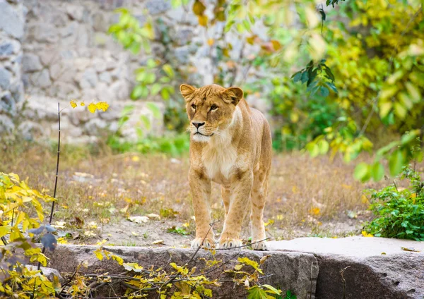 African big Lion