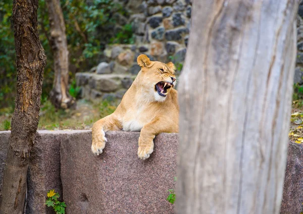 African big Lion