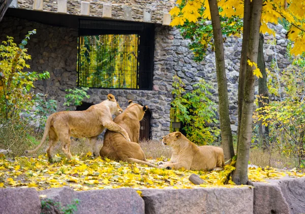 African big Lions