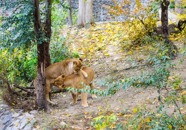 African big Lions