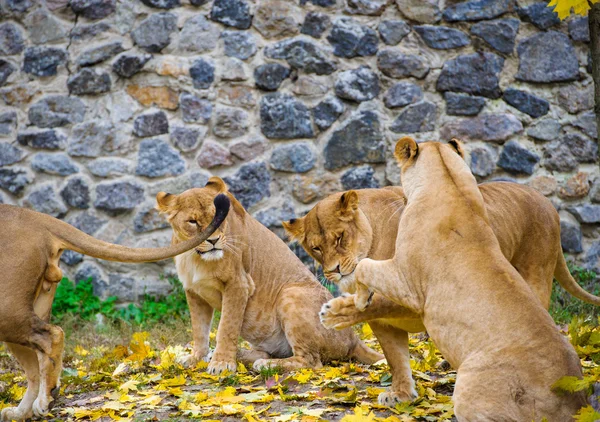 African big Lions