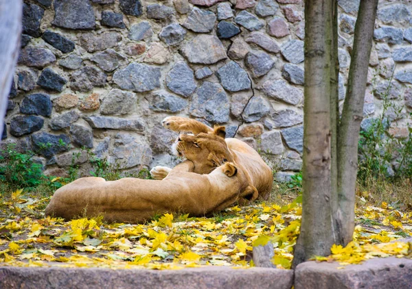 African big Lions