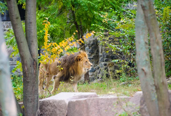 African big Lion