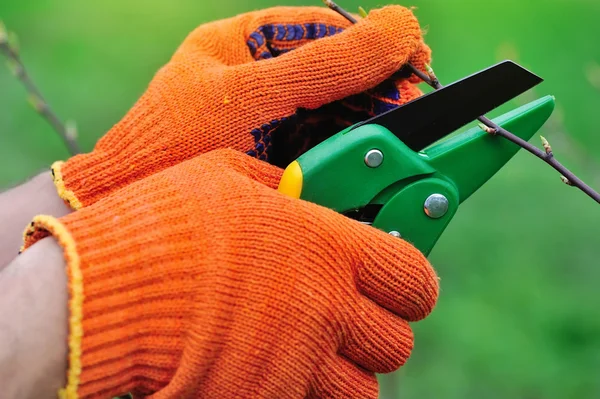 Hands with gloves of gardener doing maintenance work, pruning the tree
