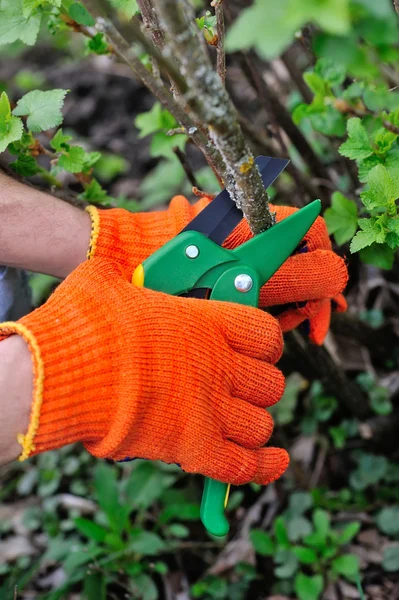 Hands with gloves of gardener doing maintenance work, cutting the bush