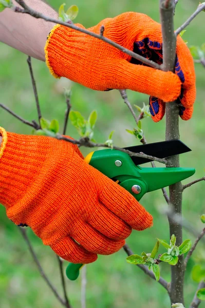 Hands with gloves of gardener doing maintenance work, pruning the tree