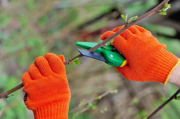 Hands with gloves of gardener doing maintenance work, cutting the bush