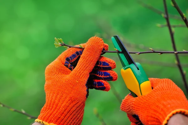 Hands with gloves of gardener doing maintenance work, pruning the tree