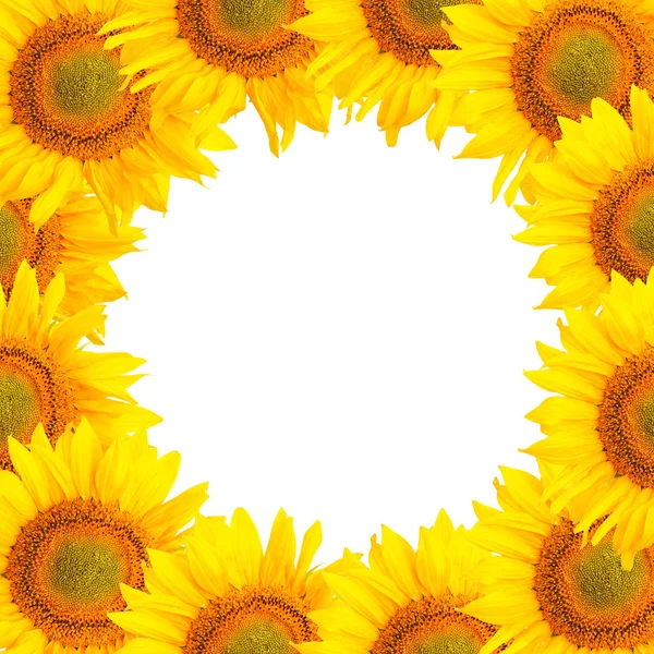 Sunflower background. Sunflower flowers over white background. Frame with sunflowers.