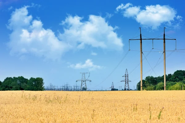 Wheat fields crossed by power lines