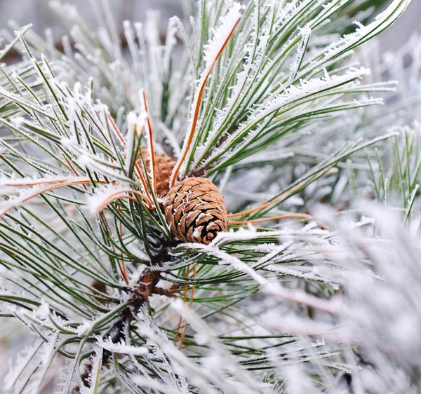 Frozen pine branch with pine-cone