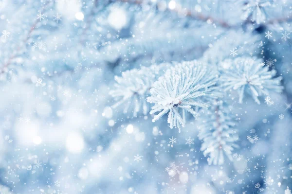 The branches of spruce covered with hoar frost close-up. Winter