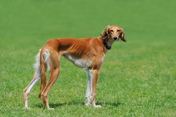 Borzoi dog in grass