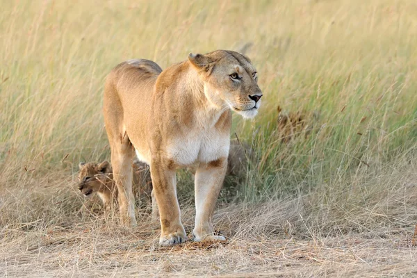 Female lion with cub