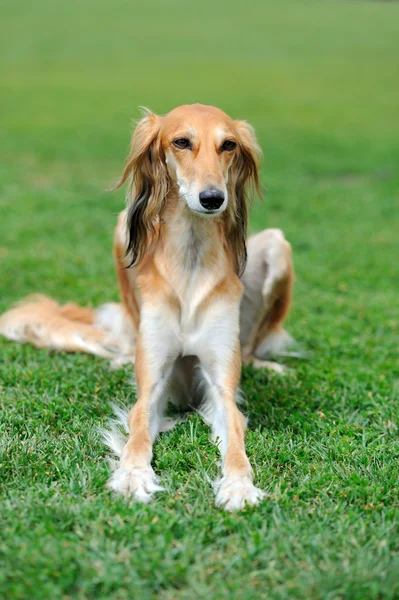 Borzoi dog in grass