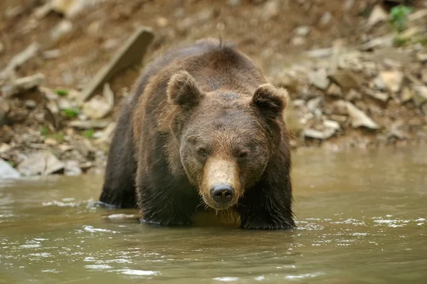 Brown bear in water