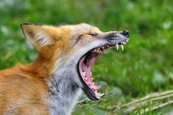 Portrait red fox in nature