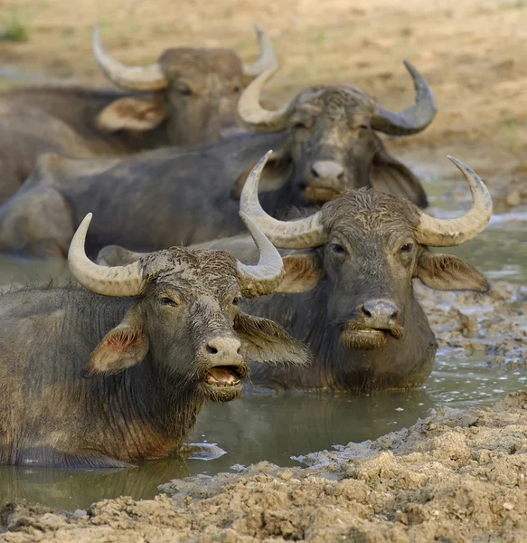 Water buffalo are bathing in a lake