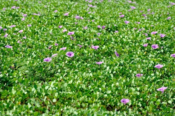Violet flowers and green grass on the beach