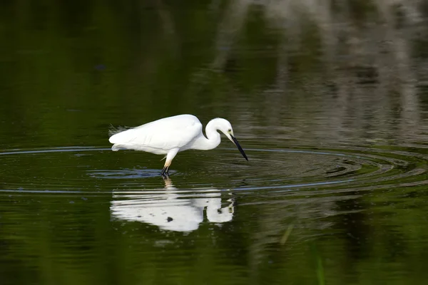 White egret