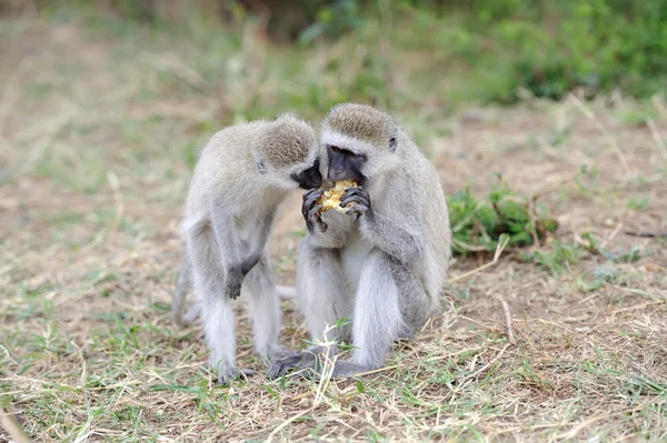 Vervet Monkey eat apple