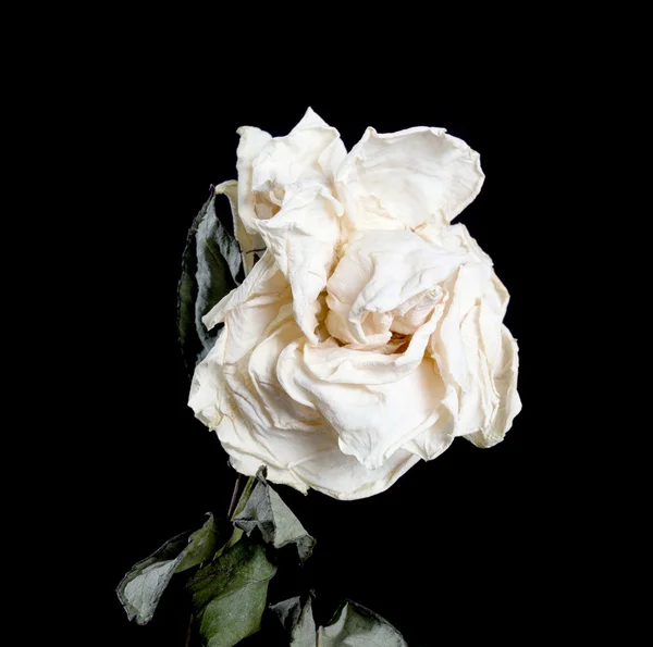 Dried rose flower Isolated.