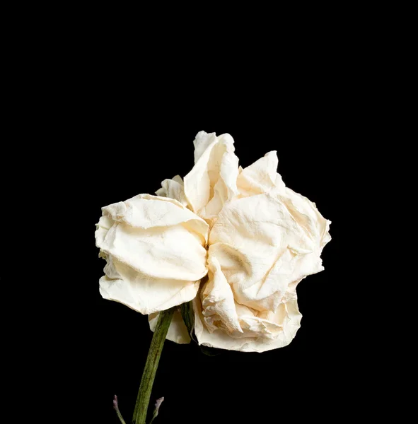 Dried rose flower Isolated.