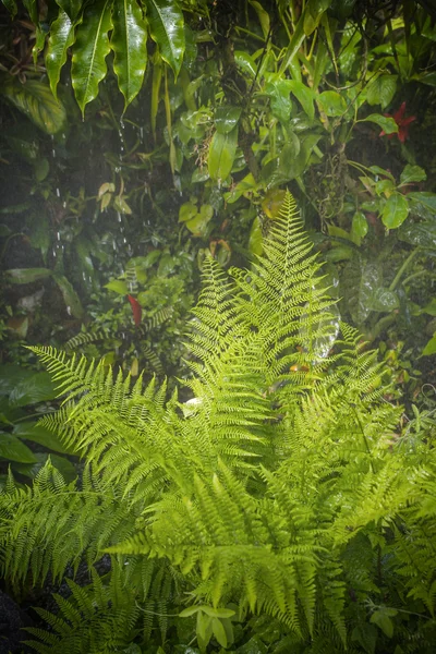 Rain in forest jungle