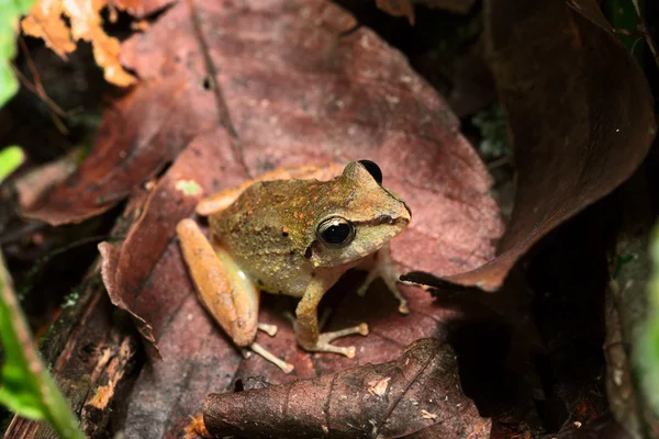 Tropical frog of amazon rain forest