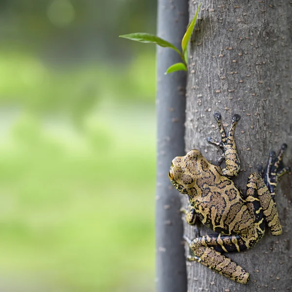 Tree frog in tropical Amazonian rain forest