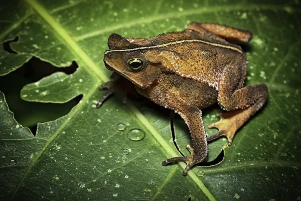 Tropical toad from Amazon rain forest