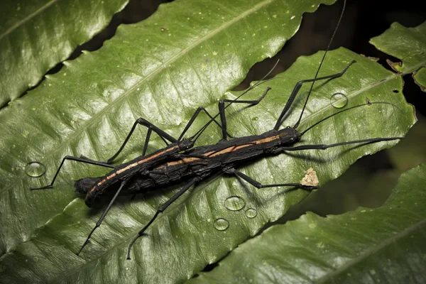 Stick bugs Amazon rain forest insects
