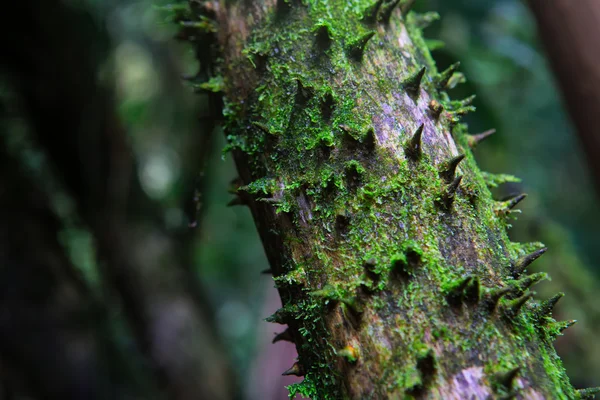 Rain forest thorns Amazon inhospitality