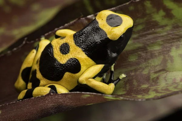 Yellow banded poison dart frog