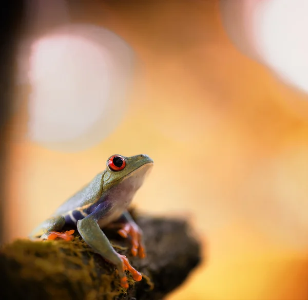 Red eyed exotic tree frog