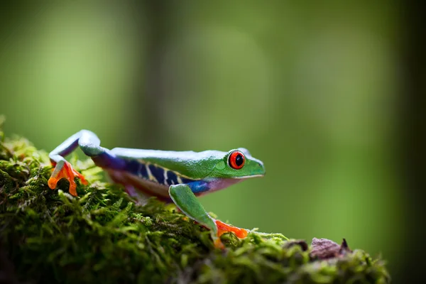 Red eyed exotic tree frog