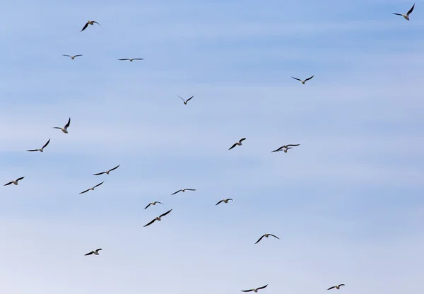 A flock of birds in the sky