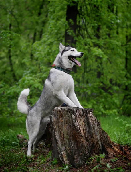 Gray husky dog breed from the old stump