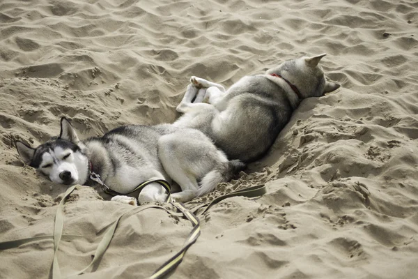 Sweet dream two dogs in the hot sand