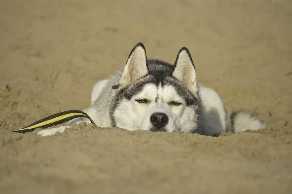 Hot, husky dog lying in the sand