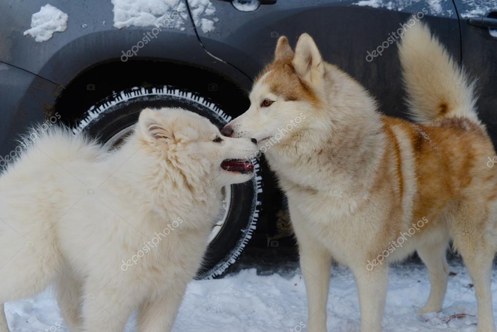 rencontre entre deux chien